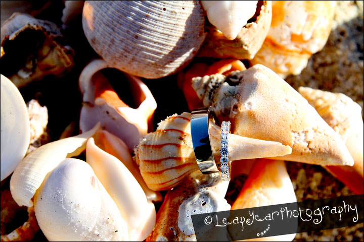 Wedding-Ring-Sanibel-Shell
